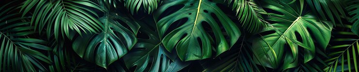 Fotografía de hojas tropicales realistas de fondo