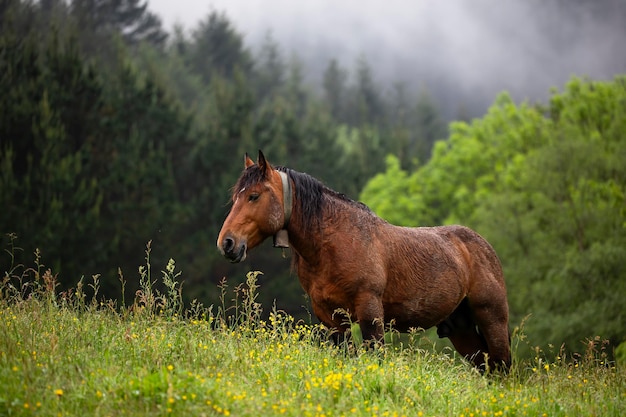 Fotografía horizontal de un caballo marrón adulto en un campo con un fondo montañoso de árboles en un día nublado y lluvioso escena idílica de animales en la naturaleza