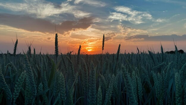Fotografía horizontal de un campo de espigas de trigo a la hora de la puesta del sol bajo las impresionantes nubes