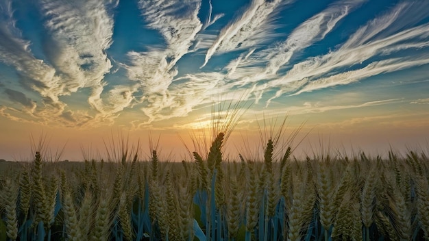 Fotografía horizontal de un campo de espigas de trigo a la hora de la puesta del sol bajo las impresionantes nubes