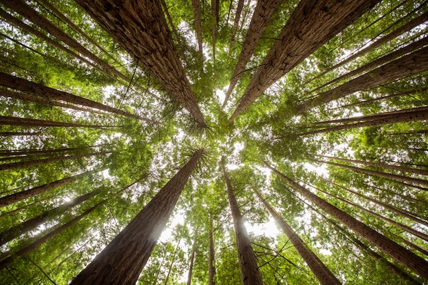 fotografía horizontal de grandes secuoyas en el bosque cantábrico