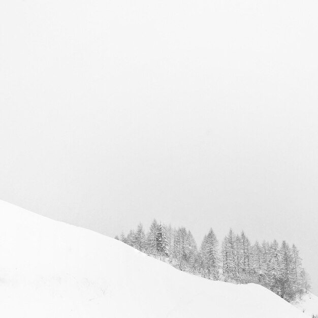 Foto fotografia idílica de árvores na neve contra o céu