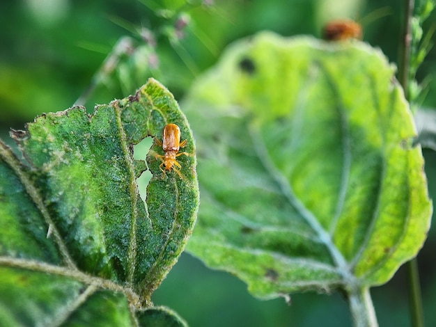 Foto fotografía de insectos fotografía macro