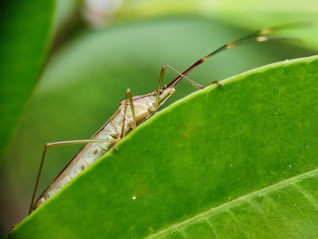 Foto fotografía de insectos