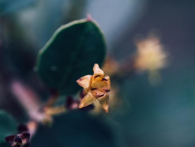 Fotografía macra de un pequeño capullo semiabierto amarillo de una flor de primavera