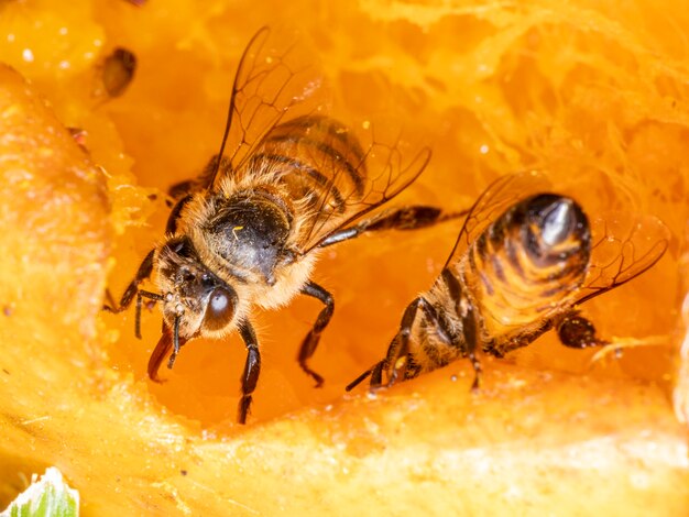 Fotografía macro de abeja comiendo mango.