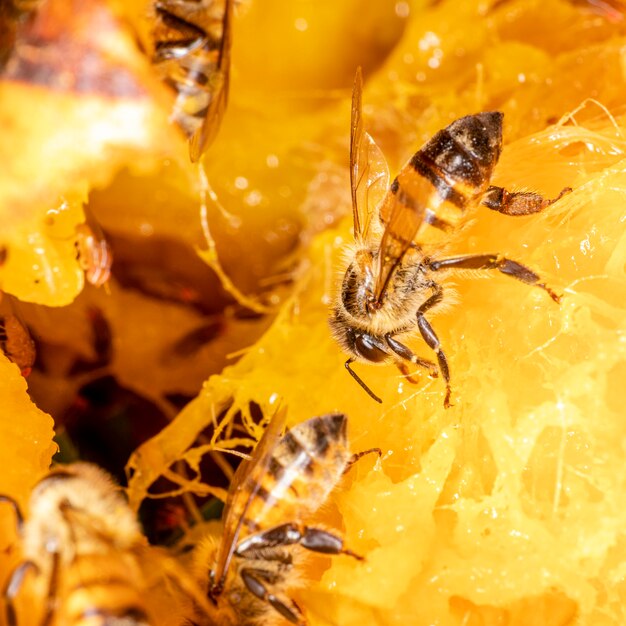 Fotografía macro de abeja comiendo mango.