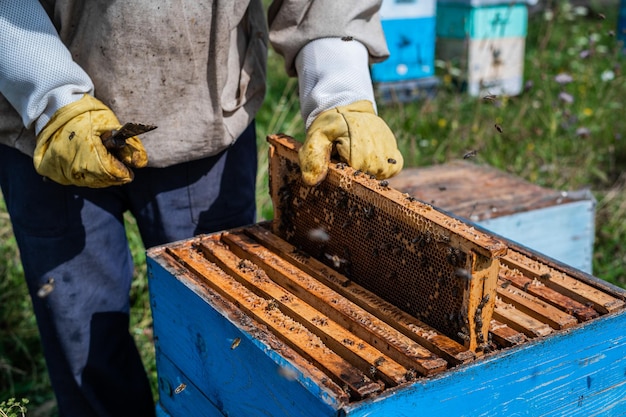 Foto fotografía macro de una abeja dentro de panales de miel las manos del hombre del apicultor sacan una parte de la colmena