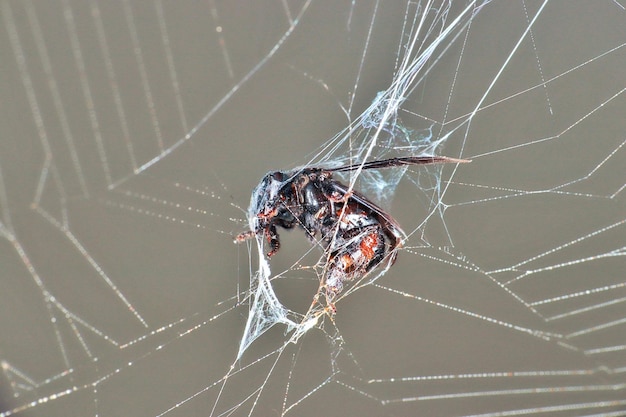 Foto fotografía macro de abeja en telaraña muerta, envuelta por la web.