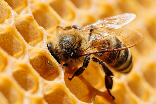 Fotografía macro de abejas trabajadoras en panales. Imagen de apicultura y producción de miel.