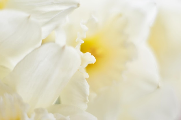 Fotografía macro abstracta de flor de narciso Pétalo de narciso amarillo de cerca