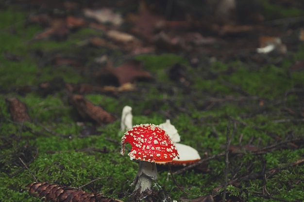 Fotografía macro de un agárico de mosca roja en el bosque de otoño