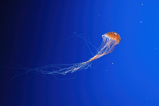 Fotografía macro bajo el agua ortiga del mar del norte o medusas marrones medusas