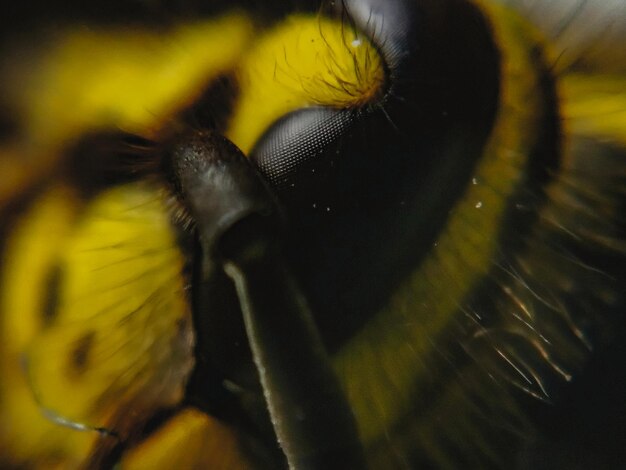 Foto fotografía macro de la avispa en primer plano