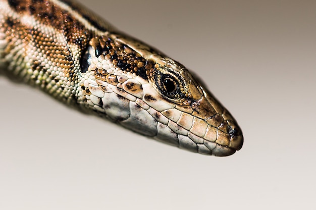 Fotografía macro de la cabeza de un lagarto