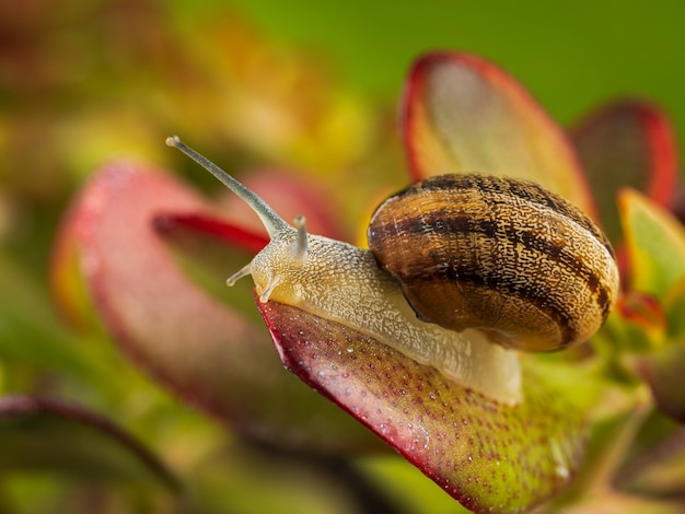 Fotografía macro de un caracol en una planta.