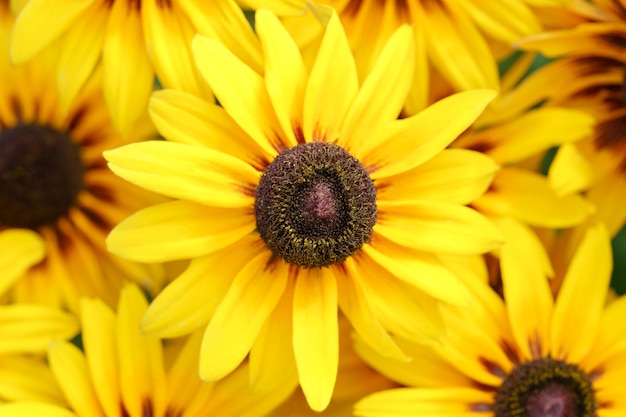 Foto fotografía macro cerrar vista superior de flores amarillas de fondo de verano de rudbeckia