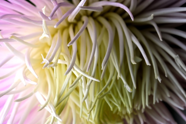 Fotografia macro close-up de aster amarelo-rosa claro