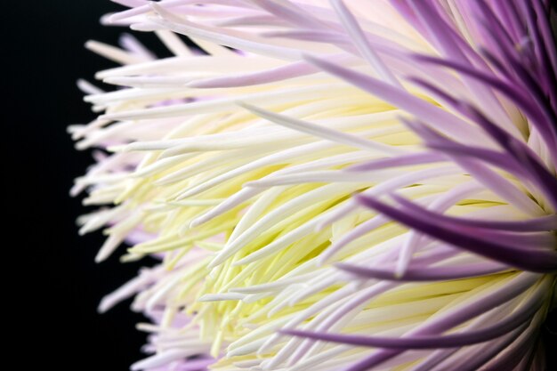 Fotografia macro close-up de aster amarelo-rosa claro