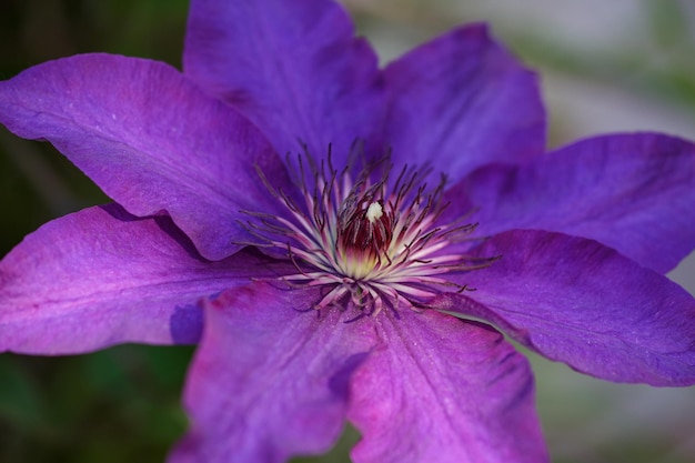 Fotografia macro da flor roxa do clematis em um pistil ensolarado do verão e estames da alegria do viajante