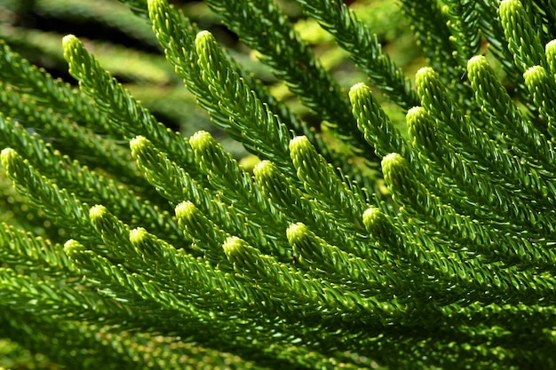 Fotografia macro das folhas de um pinheiro de Norfolk Araucaria heterophylla ou A excelsa