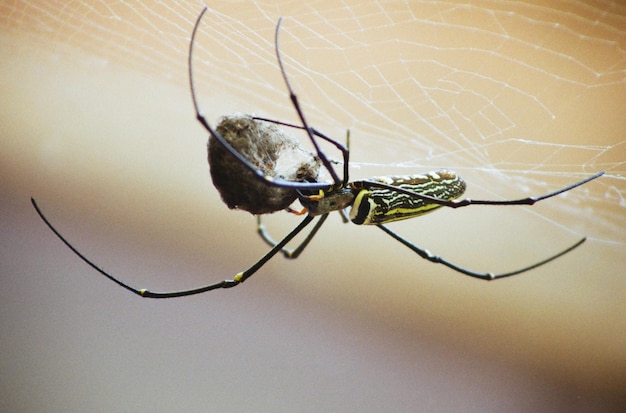 Fotografia macro de aranha com presa em casulo na teia