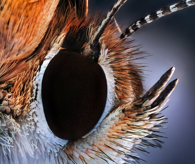 Fotografia macro de borboleta