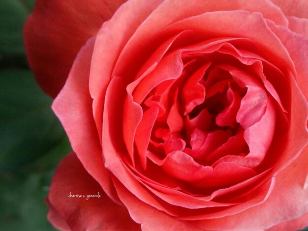 Foto fotografia macro de cabeça de flor de rosa vermelha