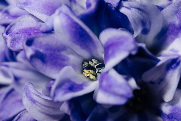 Fotografia macro de closeup de flores de jacinto roxo florescendo