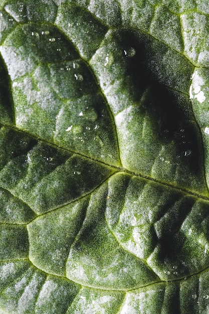 Fotografia macro de espinafre fresco. conceito de comida orgânica. alimentos saudáveis, vegan