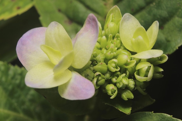 Fotografia macro de flor de hortênsia