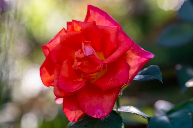 Fotografia macro de flor rosa vermelha em um dia ensolarado de verão