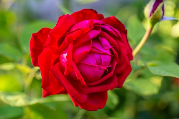 Fotografia macro de flor rosa vermelha em um dia ensolarado de verão