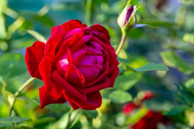 Fotografia macro de flor rosa vermelha em um dia ensolarado de verão