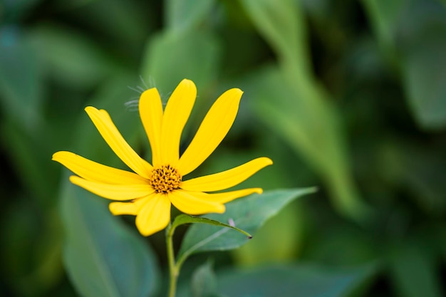 Fotografia macro de flores de alcachofra de jerusalém florescendo no dia do outono