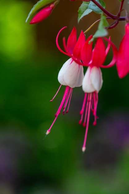 Fotografia macro de flores fúcsia rosa branca florescendo em um verão