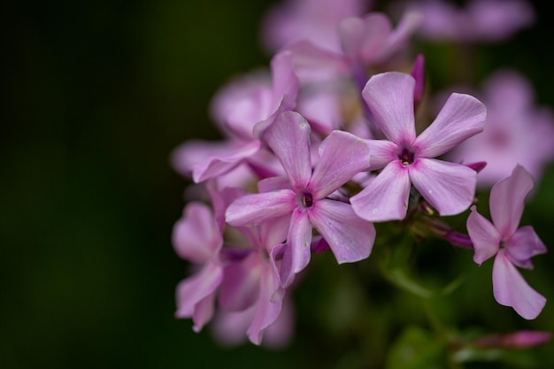 Fotografia macro de flox de jardim de flores cor-de-rosa em um dia de verão Pequenas flores roxas closeup foto