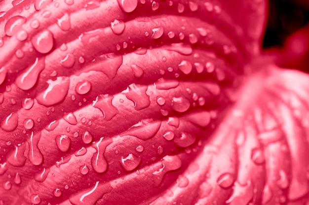 Fotografia macro de folha brilhante com gotas de chuva em cor vermelha monocromática