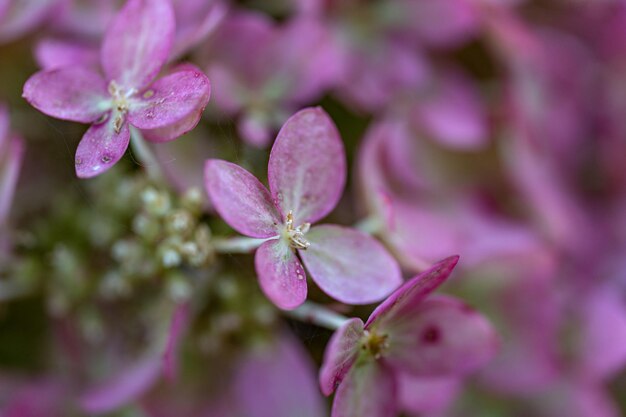 Fotografia macro de hortênsia rosa brilhante