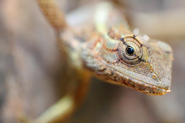 Fotografia macro de lagarto ao ar livre