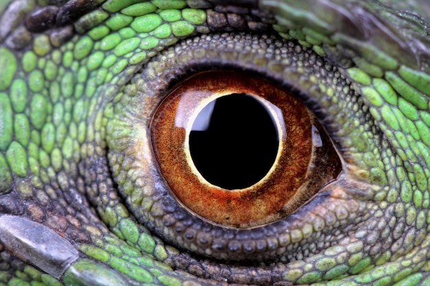 Fotografia macro de olho de iguana
