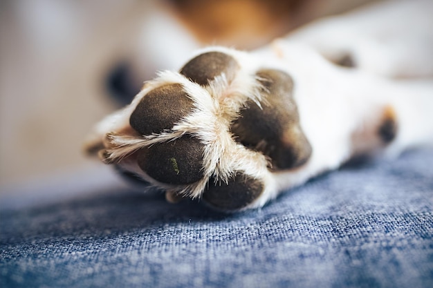 Fotografia macro de patas e unhas de cachorro beagle