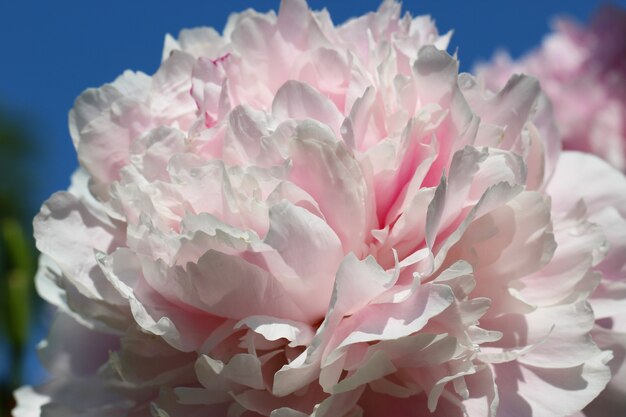 Fotografia macro de peônia delicadamente rosa com foco seletivo contra um fundo de céu