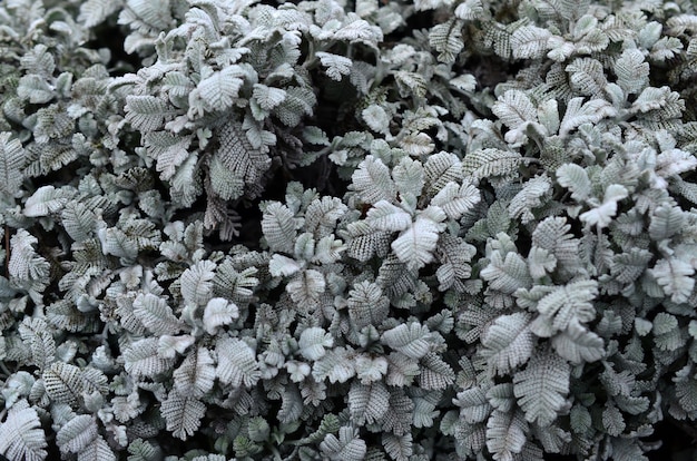 Fotografia macro de pequenas plantações verdes com folhas