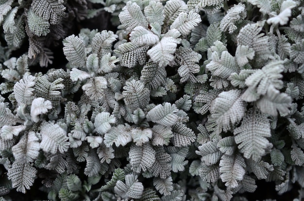 Fotografia macro de pequenas plantações verdes com folhas