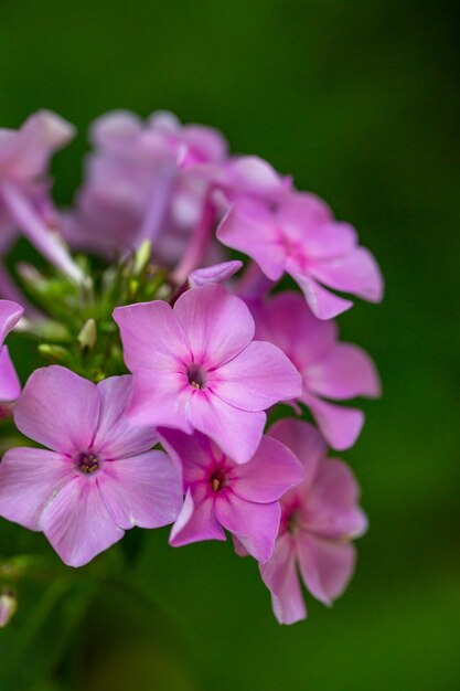 Fotografia macro de phlox de jardim de flor rosa em um dia ensolarado de verão