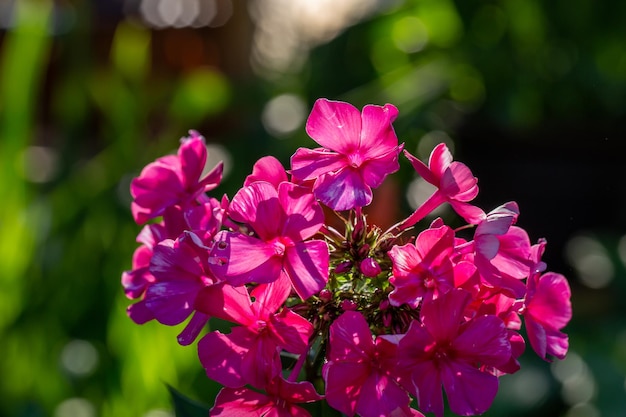 Fotografia macro de phlox de jardim de flor rosa em um dia ensolarado de verão