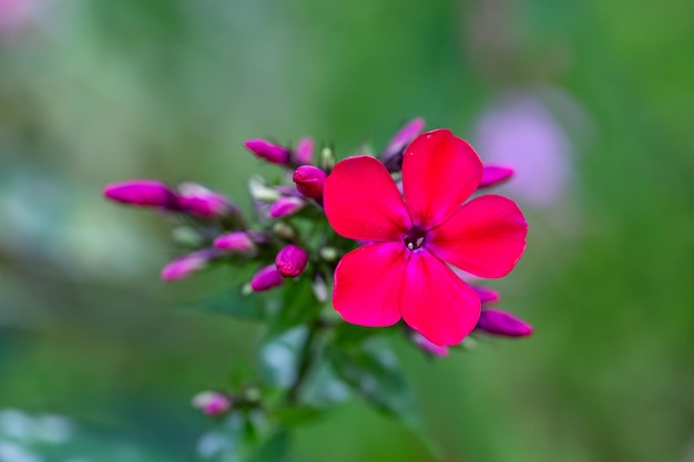 Fotografia macro de phlox de jardim de flor rosa em um dia ensolarado de verão