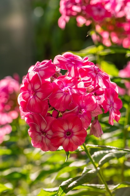 Fotografia macro de phlox de jardim de flor rosa em um dia ensolarado de verão