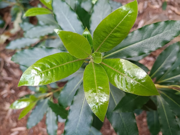 Fotografia macro de planta com folhas verdes